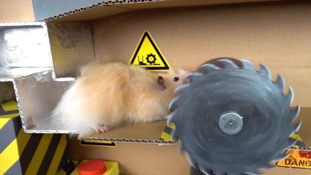 The Best Hamster Challenges