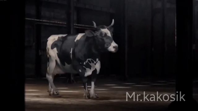 Корова флексить под Польскую музыку в 3D смотреть онлайн
