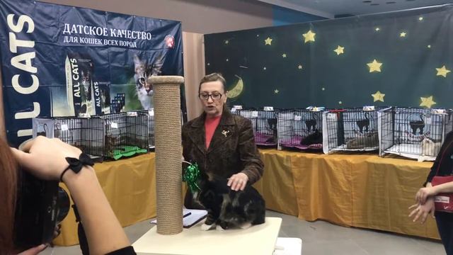 Эдельвейс,выставка г.Волгоград,11 ноября 2017 г. смотреть онлайн