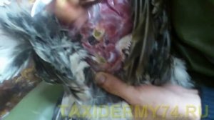 Второй Видеоурок по таксидермии птиц: изготовление изделия Чучело глухаря