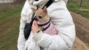 Злая собака чихуахуа