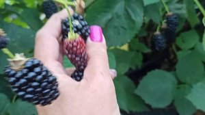 Ежевика Лох Тей и Натчез на 03.09.2022г. г.Омск