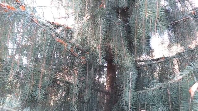 Picea breweriana smrk Brewerův смотреть онлайн