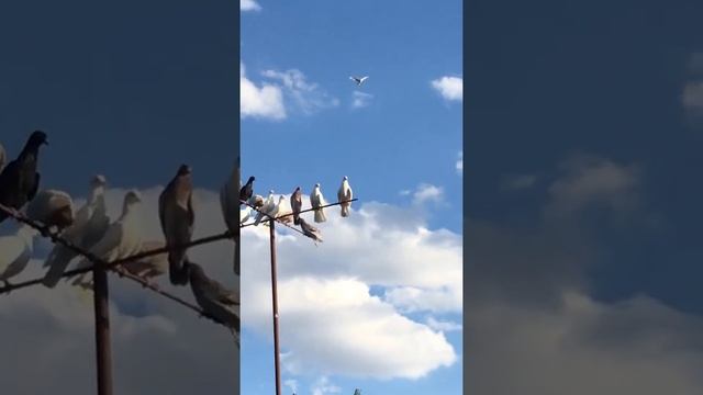 Бакинские голуби самка смотреть онлайн