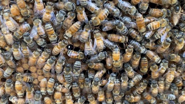 Отводок на три рамки в Калифорнии / layering on three frames in California смотреть онлайн