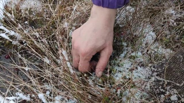 Клюква в декабре смотреть онлайн