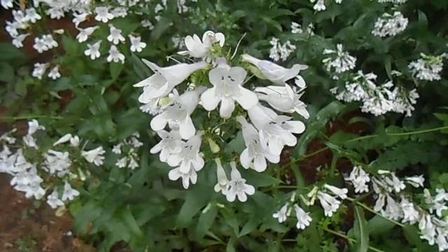 Bumblebee on Penstemon digitalis смотреть онлайн