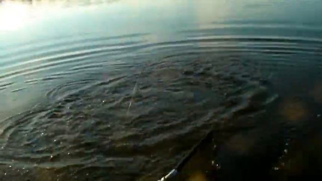 Карп на макушатник.wmv смотреть онлайн
