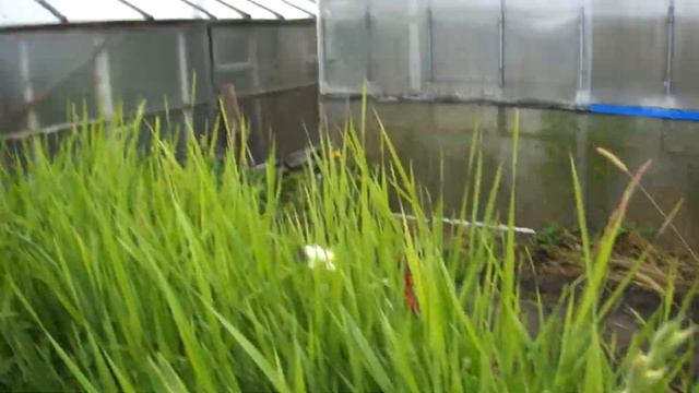 18 сентября 2019 - Результат - Посадка деток гладиолусов в ячейках смотреть онлайн