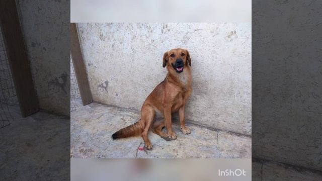 Гретте, Бэтти и Лайме нужны ответственные хозяева! смотреть онлайн