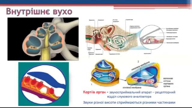 Слуховий аналізатор 8 клас онлайн урок смотреть онлайн