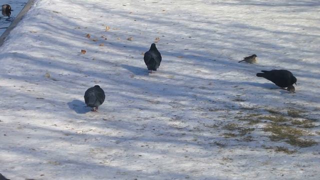 Утки на Москва-реке 2 смотреть онлайн