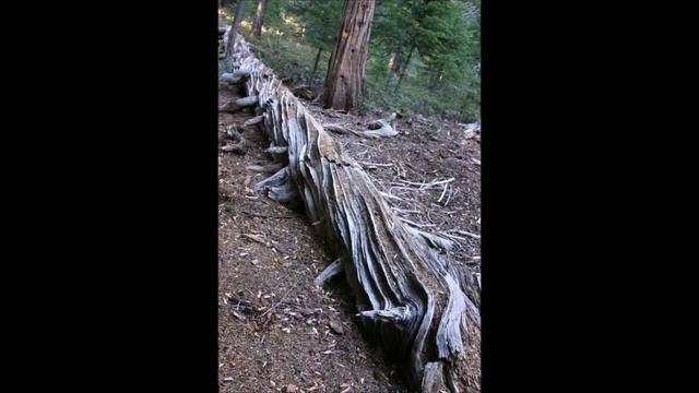 © Национальный парк 'Секвойя', Калифорния // Sequoia National Park, California, USA смотреть онлайн