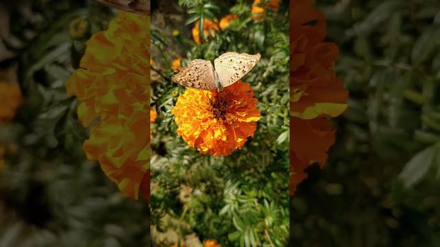 Feelings (русская версия) смотреть онлайн