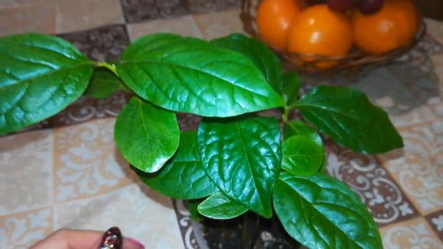 Хурма из косточки 🌱 смотреть онлайн