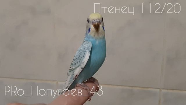 Птенец Волнистого Попугая 112/20. Возраст 34 дня.