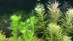 Зеленый налет на стенках аквариума, как избавиться. Ксенококус и GDA, в чем разница.
