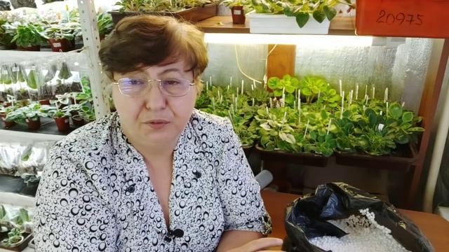 Оранжерея в квартире.Пенопласт как разрыхлитель для грунта смотреть онлайн