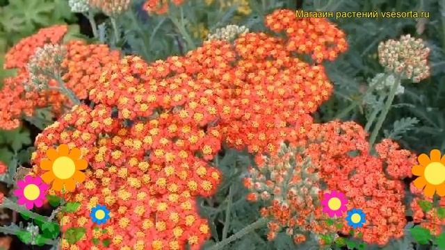 Тысячелистник обыкновенный Вальтер Фанки. Краткий обзор, описание achillea Walter Funke смотреть онлайн