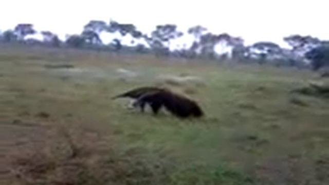 Tamandua em Taunay MS Гигантский муравьед Giant anteater смотреть онлайн