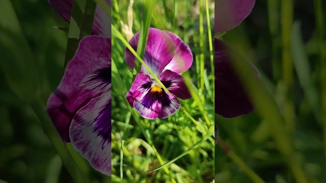 Flowers of Russia!Pansies!Цветы России!Анютины глазки! смотреть онлайн