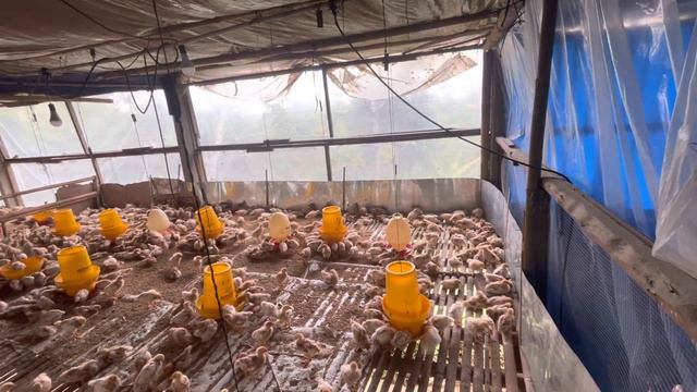 Doc ayam petelor umur 20 hari смотреть онлайн