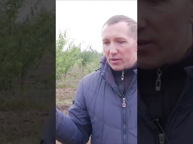 ВЫСОТА саженца смотреть онлайн