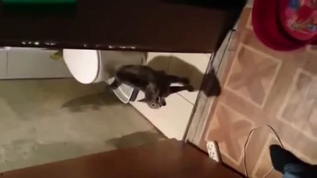Кот дай пройти в туалет!!!!!!! смотреть онлайн
