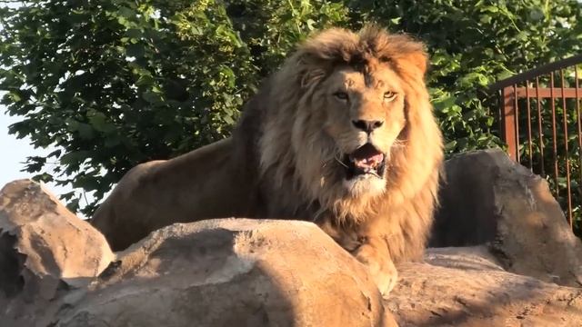 Мариупольский лев и львица с малышами с опаской наблюдают за новыми соседками! Тайган смотреть онлайн