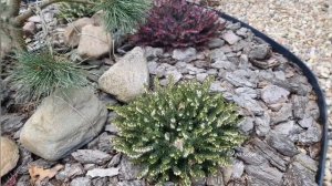 Цветение эрики в саду. Мои советы.