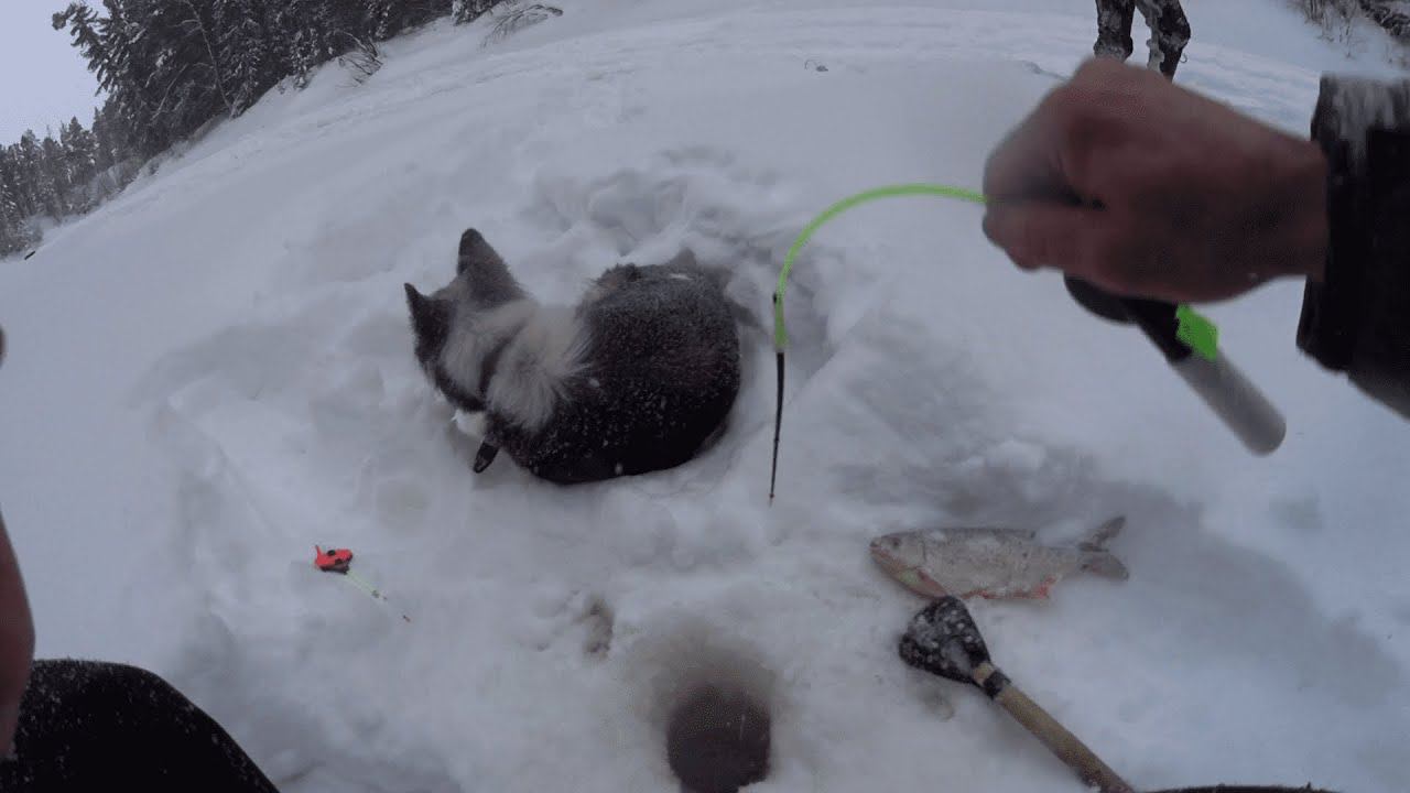 ПОКЛЕВКИ БЫЛИ РЕДКИЕ НО МОЩНЫЕ.ЗИМНЯЯ РЫБАЛКА НА ТАЁЖНОЙ РЕКЕ смотреть онлайн