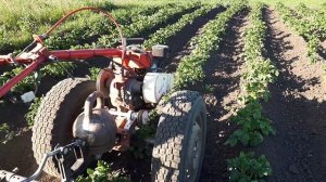 Окучивание картофеля мотоблоком Сезон 2023