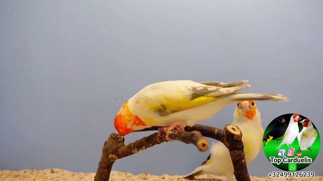 Estrazione del dimmer 💡 + il cardellino più bello che ho regalo per voi 🎁🐦 смотреть онлайн