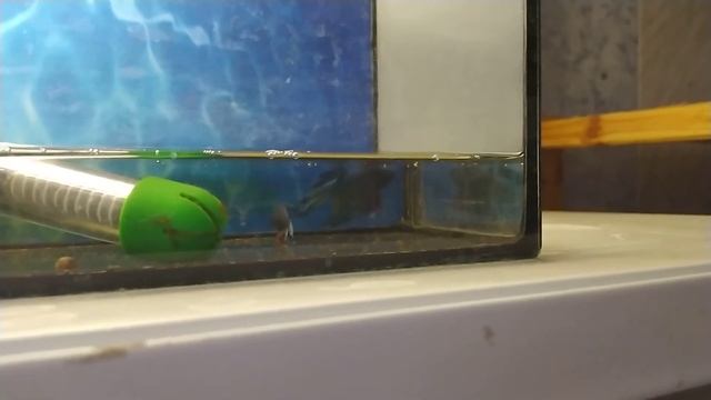 Три дня уже позади, после нереста Неона и др. Почему из 4-х пар Петушков справилась только одна??? смотреть онлайн