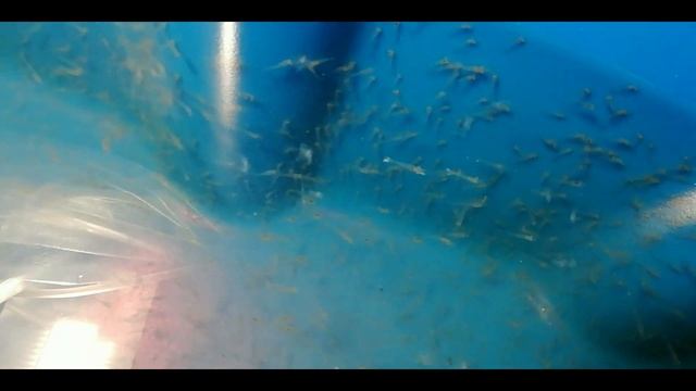 Гигантская креветка Macrobrachium Rosenbergii опреснение и пересадка под вырост смотреть онлайн