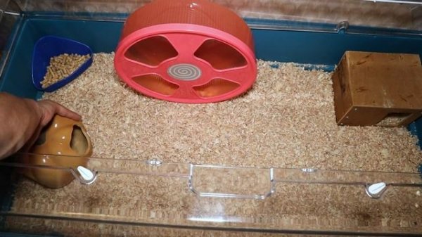 Новая большая дюна для хомяка и новое колесо. Дюна Ferplast Maxi Duna Multy