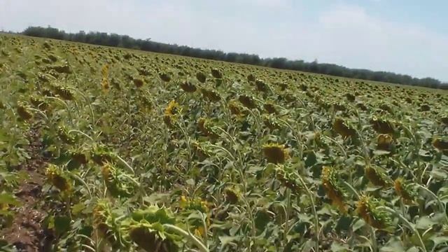 Степной Крым / Цветы под солнцем / Поле семечек смотреть онлайн