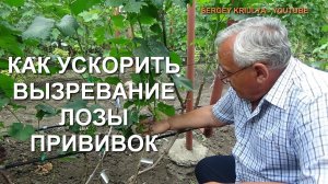 Как ускорить  вызревание лозы прививок?