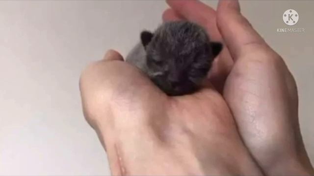 Парень нашел на улице коробку из-под обуви и решил открыть её.Что там обнаружил он был в шоке смотреть онлайн