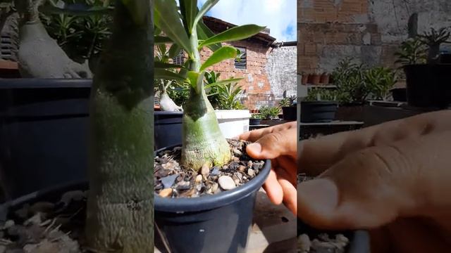 Adenium Somalense (Rosa do Deserto) - Video 2. Primeiros resultados. смотреть онлайн