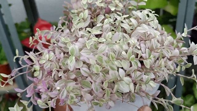 How to Take Care of Callisia Repens Pink Lady смотреть онлайн