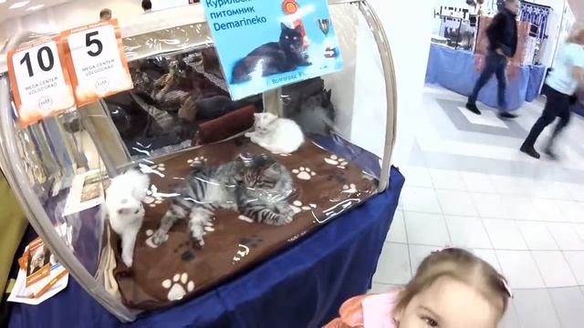 Котята / Выставка кошек в Волгограде / Богиня - кошка / Мимими кошечки / Хочу котенка смотреть онлайн