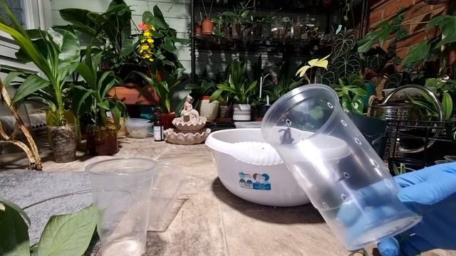 Converting my blue fern, amydrium silver and amydrium varigated to inorganic media🤗 смотреть онлайн