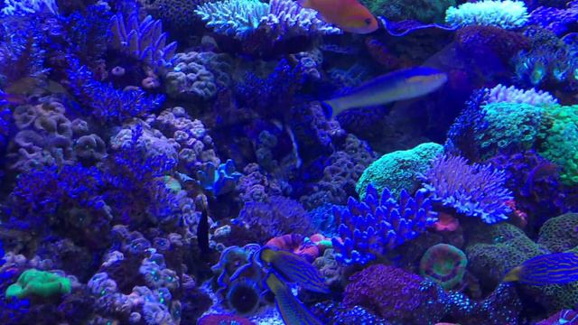 Interzo-2018 De Jong Aquarium «REEF EXCLUSIVE» смотреть онлайн