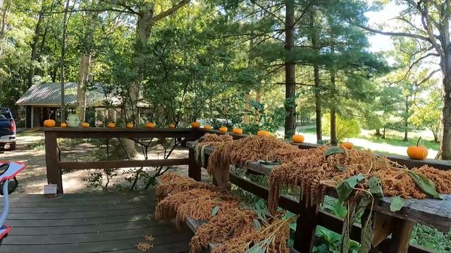 Threshing/Winnowing Amaranth Seed смотреть онлайн