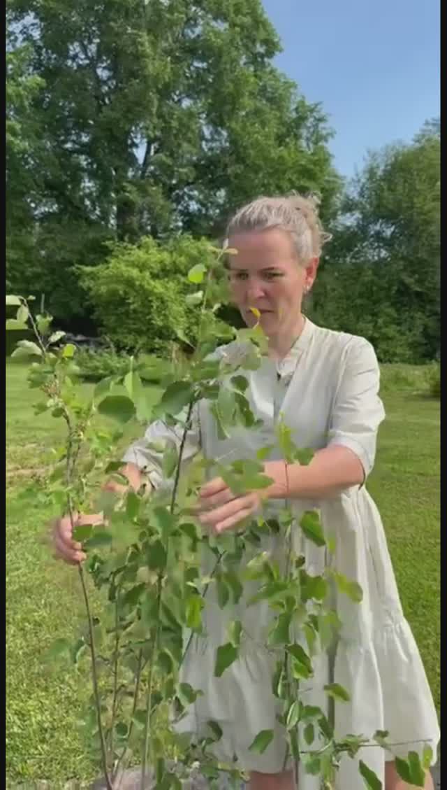 Где были мои глаза во время покупки #сад #дача #растения