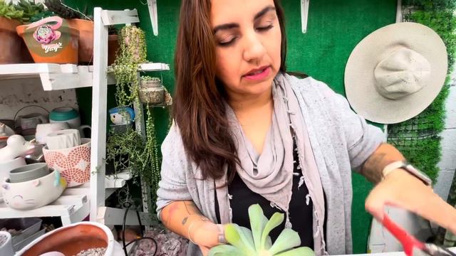 Retirando hijuelos, trasplante y respondiendo preguntas. #jardin #suculentas #plantas #suculentas смотреть онлайн