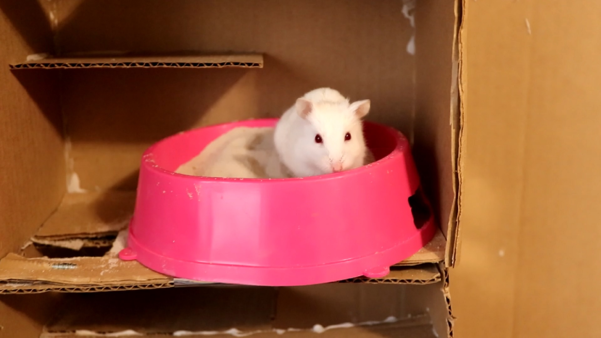 ХОМЯК ПРОХОДИТ ЛАБИРИНТ / HAMSTER GOES THROUG OBSTACLES смотреть онлайн