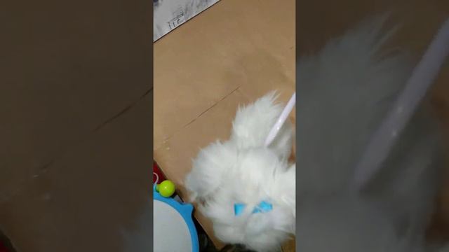 Песик з поводком що світиться смотреть онлайн