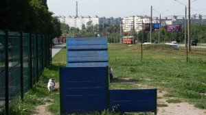 КАК ВЫБРАТЬ ПРАВИЛЬНУЮ ИГРУШКУ ДЛЯ СОБАКИ? | СКОЛЬКО ИГРУШЕК НУЖНО СОБАКЕ?